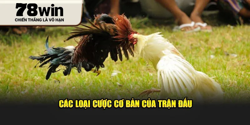 Các loại cược cơ bản của trận đấu